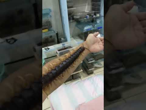 Giant centipede crawls along man&#039;s arm