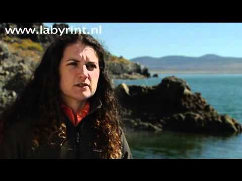 Felisa Wolfe-Simon tells about her arsenic micro organism research