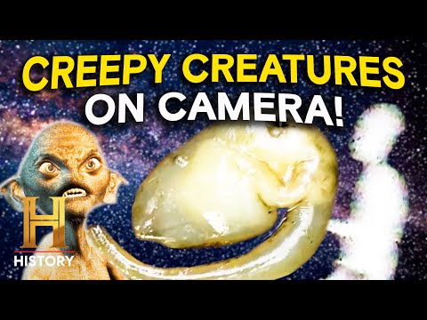 Craziest Creatures Ever Seen *Caught on Camera* | The Proof Is Out There