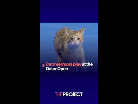 Cat interrupts play at the Qatar Open