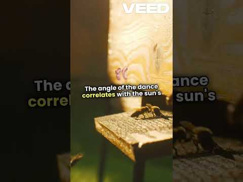 Unlocking the Secrets of Bee Dance! #trends #bees #shorts #dance #natures