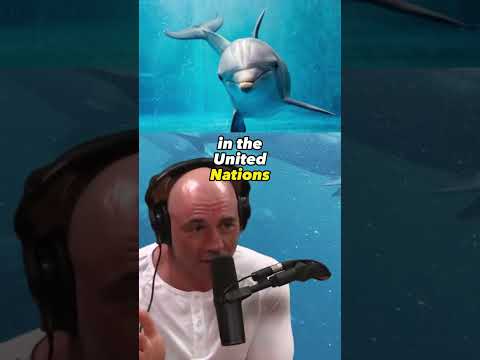 The Fascinating World of John Lilly and Dolphin Communication | Joe Rogan Experience #1185