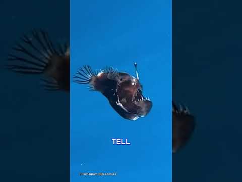 The truth behind &#039;demon-fish&#039;