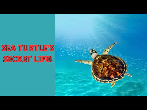 WildWonders | Sea Turtles’ Incredible Journey – Amazing Wildlife &amp; Nature Documentary