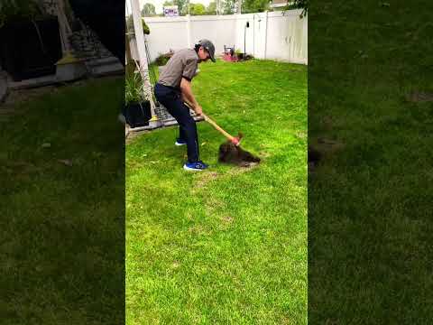 The Most Effective Way to Eliminate Moles in Your Yard