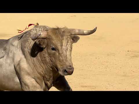Salida 1º toro de PRIETO DE LA CAL: &quot;FELINO&quot; - 26-abril-2025 - Feria del Aficionado 2025