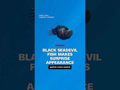 Black seadevil gosh makes surprise appearance