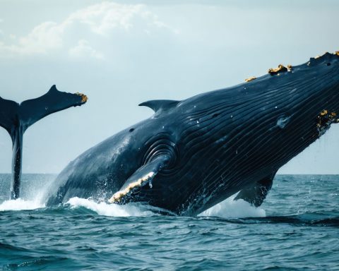 Bitcoin’s Enigmatic Whale: The Mysterious Moves of “Spoofy” Bitcoin’s Enigmatic Whale: The Mysterious Moves of “Spoofy”